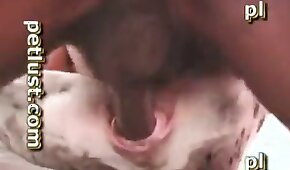 sexo de cachorro,vídeos de bestialidade